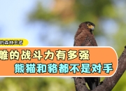 星空app官网下载-包含四川熊猫不敌对手，状态有所下滑的词条